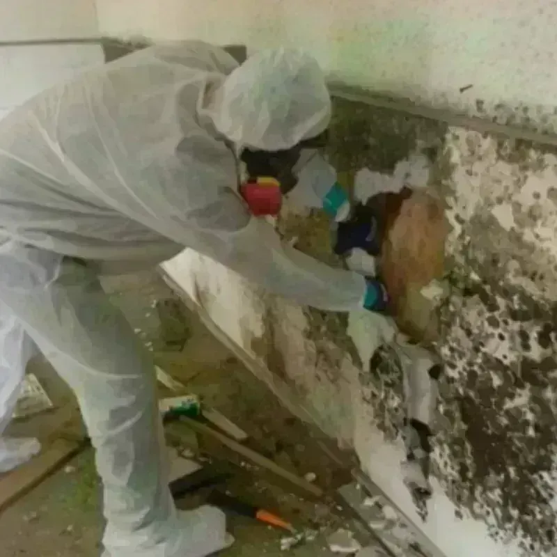 Mold Remediation and Removal in Oyster Creek, TX